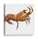 Langosta Ilustrada Ii - Rick Novak | Cuadro decorativo de Canvas Lab