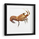 Langosta Ilustrada Ii - Rick Novak | Cuadro decorativo de Canvas Lab