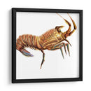 Langosta Ilustrada Ii - Rick Novak | Cuadro decorativo de Canvas Lab