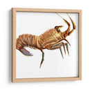 Langosta Ilustrada Ii - Rick Novak | Cuadro decorativo de Canvas Lab