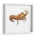 Langosta Ilustrada Ii - Rick Novak | Cuadro decorativo de Canvas Lab