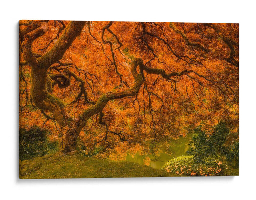 Arce Radiante I - Don Schwartz | Cuadro decorativo de Canvas Lab