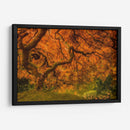 Arce Radiante I - Don Schwartz | Cuadro decorativo de Canvas Lab