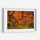 Arce Radiante I - Don Schwartz | Cuadro decorativo de Canvas Lab