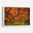 Arce Radiante I - Don Schwartz | Cuadro decorativo de Canvas Lab