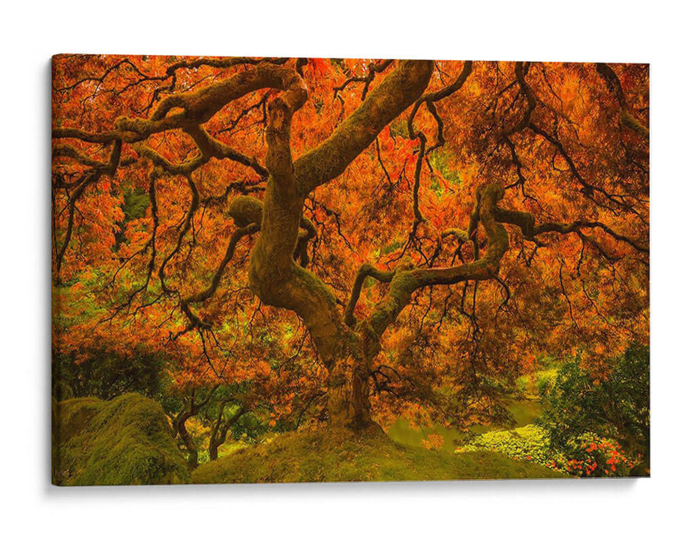 Arce Radiante Ii - Don Schwartz | Cuadro decorativo de Canvas Lab