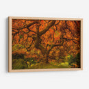 Arce Radiante Ii - Don Schwartz | Cuadro decorativo de Canvas Lab