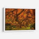 Arce Radiante Ii - Don Schwartz | Cuadro decorativo de Canvas Lab