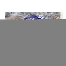 Cebra Púrpura - Surma and Guillen | Cuadro decorativo de Canvas Lab