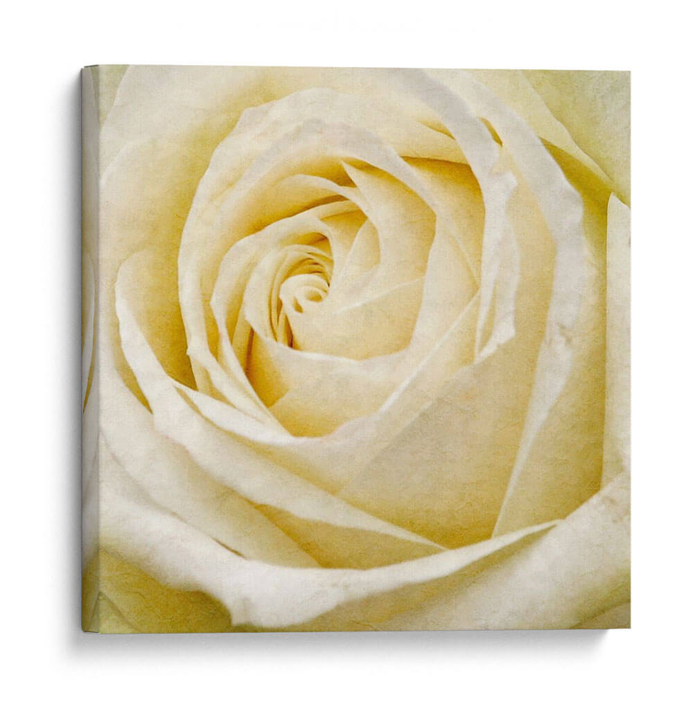 Flor De Pared Iii - Alonzo Saunders | Cuadro decorativo de Canvas Lab