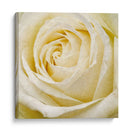 Flor De Pared Iii - Alonzo Saunders | Cuadro decorativo de Canvas Lab