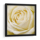 Flor De Pared Iii - Alonzo Saunders | Cuadro decorativo de Canvas Lab