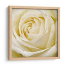 Flor De Pared Iii - Alonzo Saunders | Cuadro decorativo de Canvas Lab