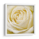 Flor De Pared Iii - Alonzo Saunders | Cuadro decorativo de Canvas Lab