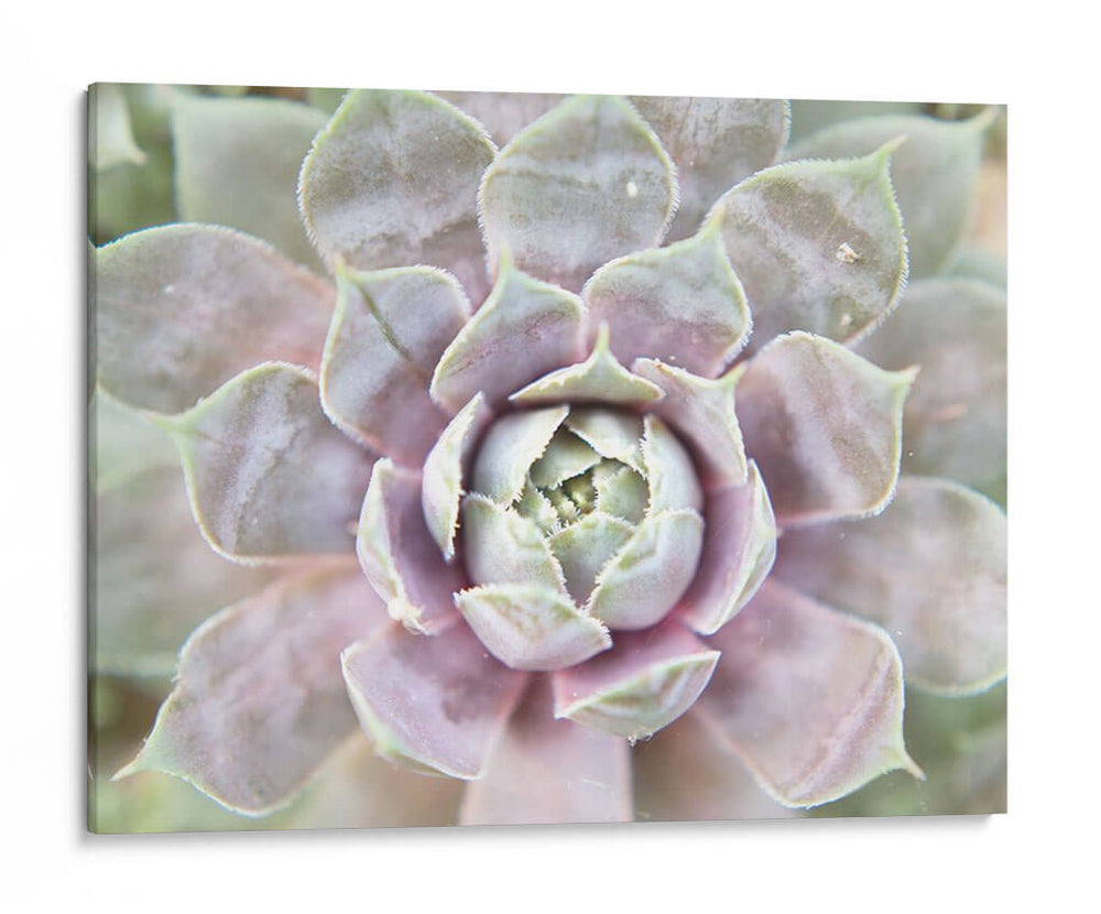 Suculento Brillo I - Jason Johnson | Cuadro decorativo de Canvas Lab