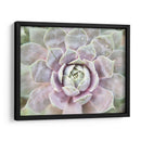 Suculento Brillo I - Jason Johnson | Cuadro decorativo de Canvas Lab