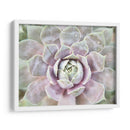 Suculento Brillo I - Jason Johnson | Cuadro decorativo de Canvas Lab