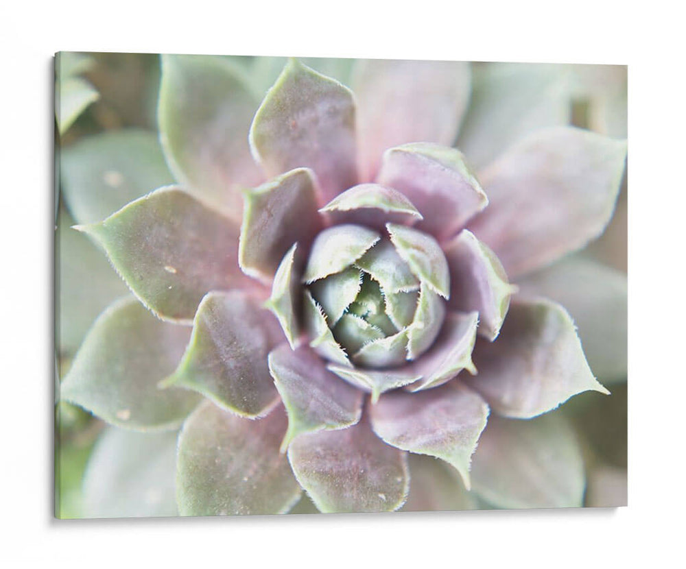 Suculento Brillo Ii - Jason Johnson | Cuadro decorativo de Canvas Lab
