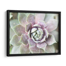 Suculento Brillo Ii - Jason Johnson | Cuadro decorativo de Canvas Lab