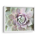 Suculento Brillo Ii - Jason Johnson | Cuadro decorativo de Canvas Lab