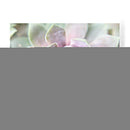 Suculento Brillo Ii - Jason Johnson | Cuadro decorativo de Canvas Lab