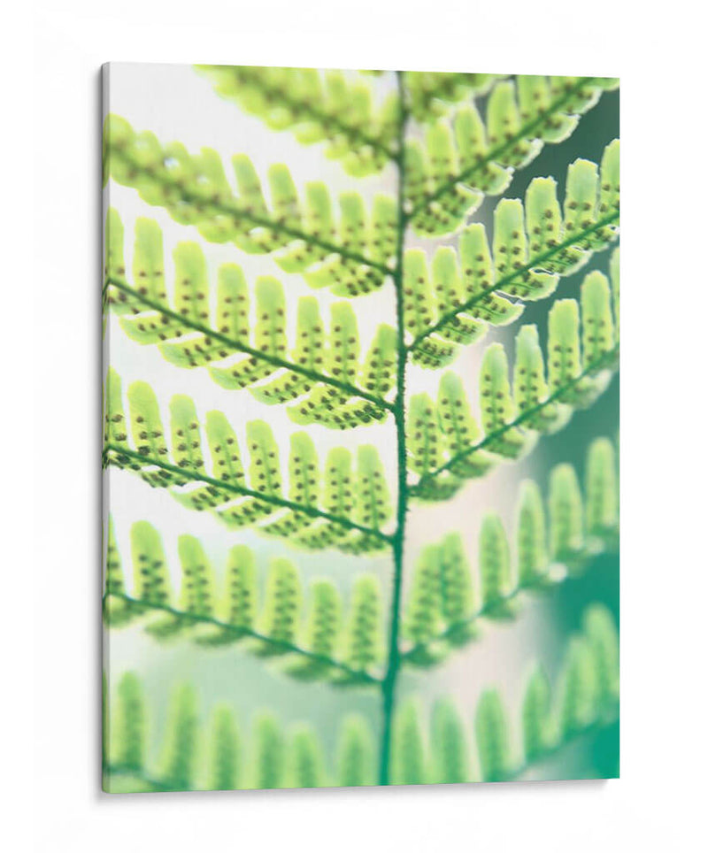 Helecho Brillo I - Jason Johnson | Cuadro decorativo de Canvas Lab
