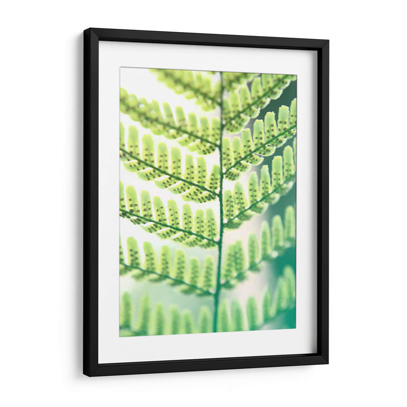 Helecho Brillo I - Jason Johnson | Cuadro decorativo de Canvas Lab