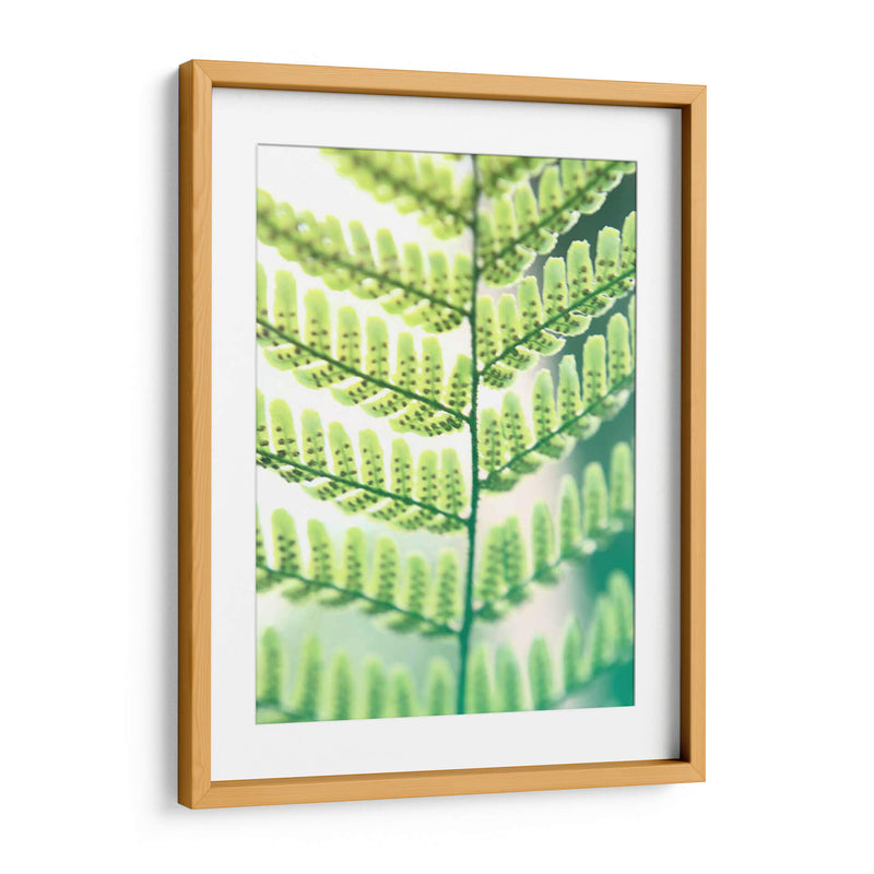 Helecho Brillo I - Jason Johnson | Cuadro decorativo de Canvas Lab