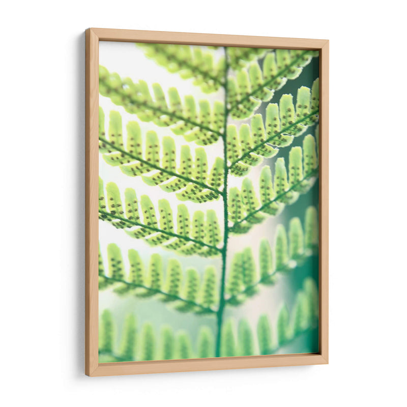 Helecho Brillo I - Jason Johnson | Cuadro decorativo de Canvas Lab