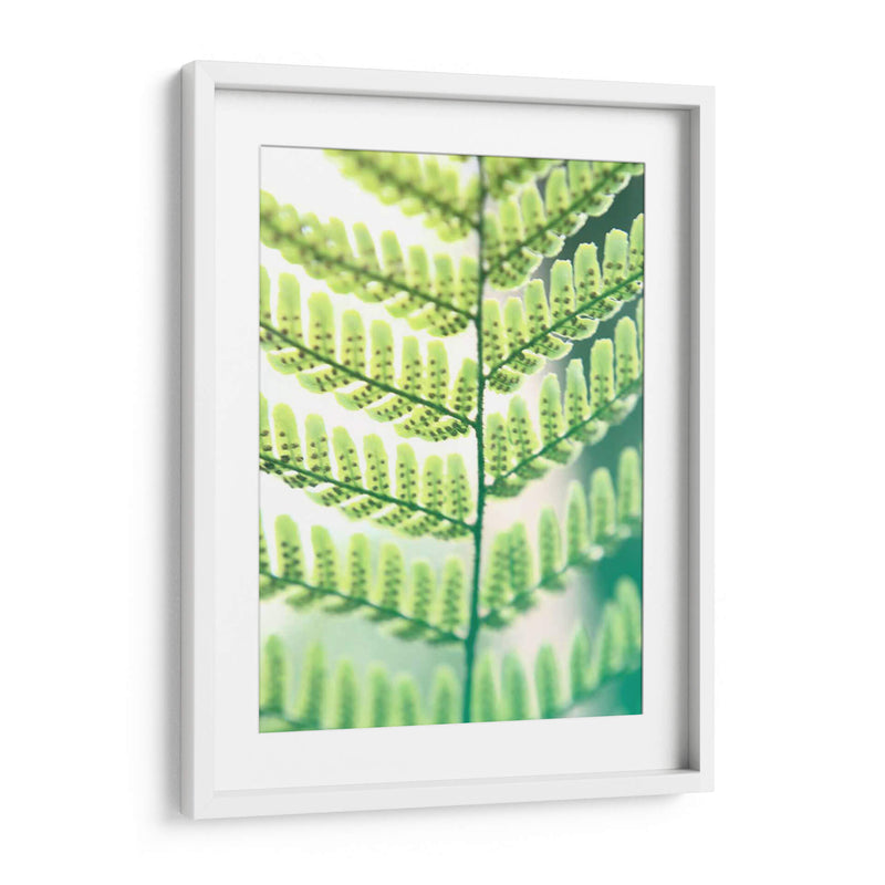 Helecho Brillo I - Jason Johnson | Cuadro decorativo de Canvas Lab