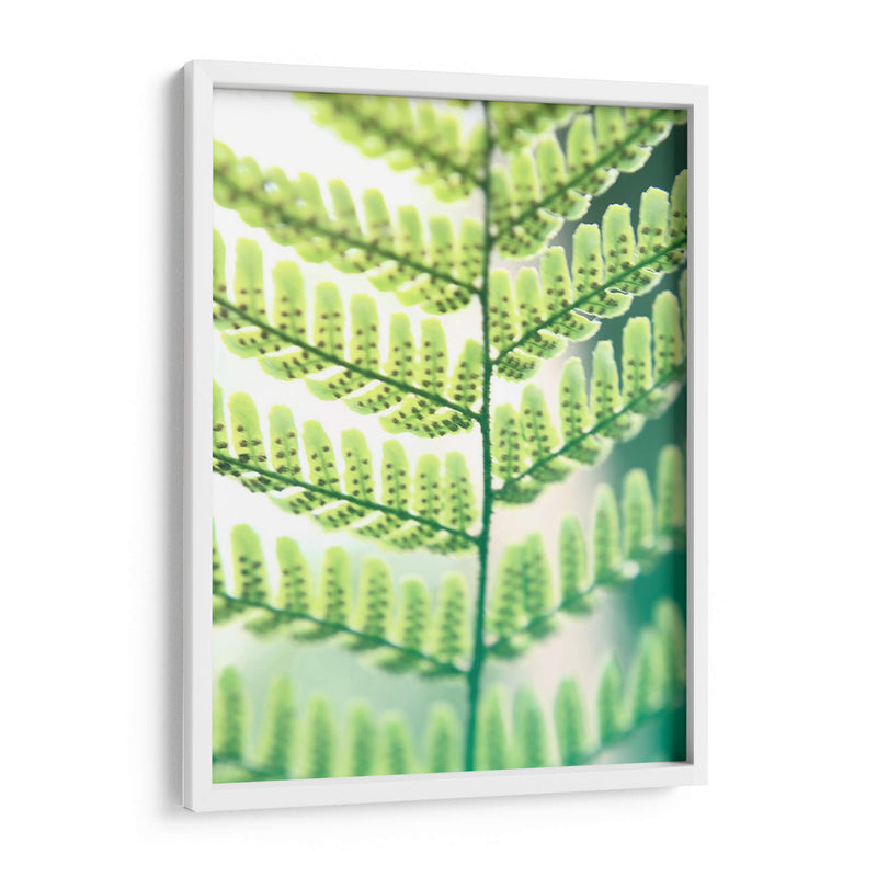 Helecho Brillo I - Jason Johnson | Cuadro decorativo de Canvas Lab