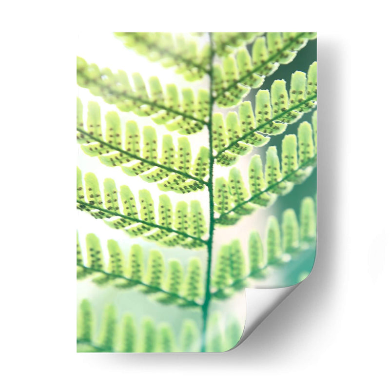 Helecho Brillo I - Jason Johnson | Cuadro decorativo de Canvas Lab