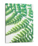 Fern Glow Ii - Jason Johnson | Cuadro decorativo de Canvas Lab
