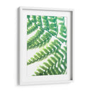 Fern Glow Ii - Jason Johnson | Cuadro decorativo de Canvas Lab