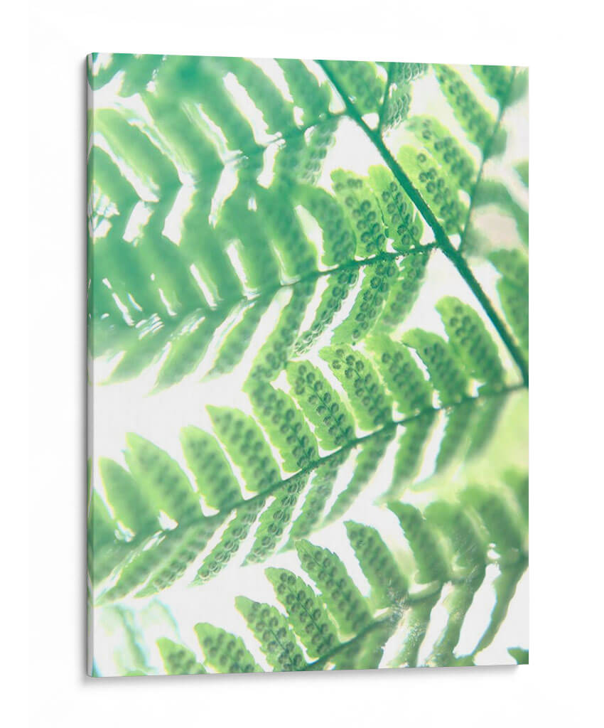 Fern Glow Iii - Jason Johnson | Cuadro decorativo de Canvas Lab