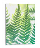 Fern Glow Iv - Jason Johnson | Cuadro decorativo de Canvas Lab