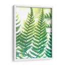 Fern Glow Iv - Jason Johnson | Cuadro decorativo de Canvas Lab
