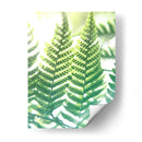 Fern Glow Iv - Jason Johnson | Cuadro decorativo de Canvas Lab