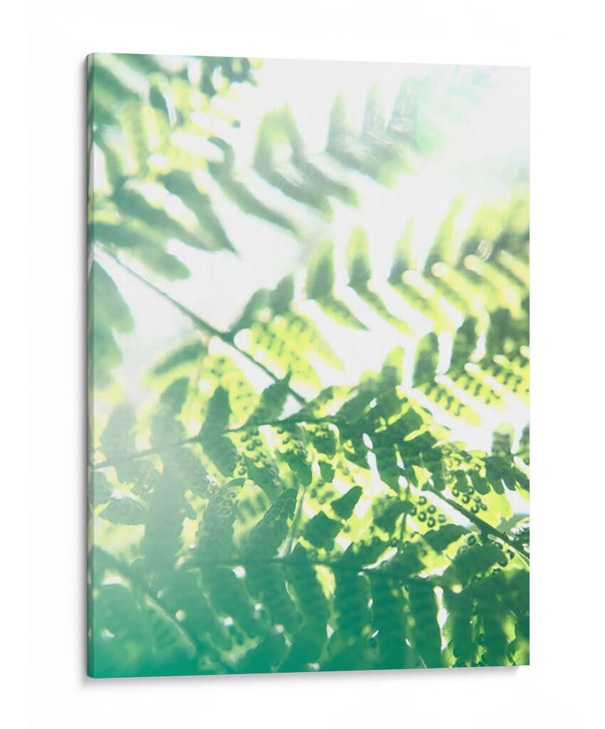 Helecho Resplandor V - Jason Johnson | Cuadro decorativo de Canvas Lab