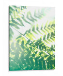 Helecho Resplandor V - Jason Johnson | Cuadro decorativo de Canvas Lab