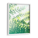 Helecho Resplandor V - Jason Johnson | Cuadro decorativo de Canvas Lab