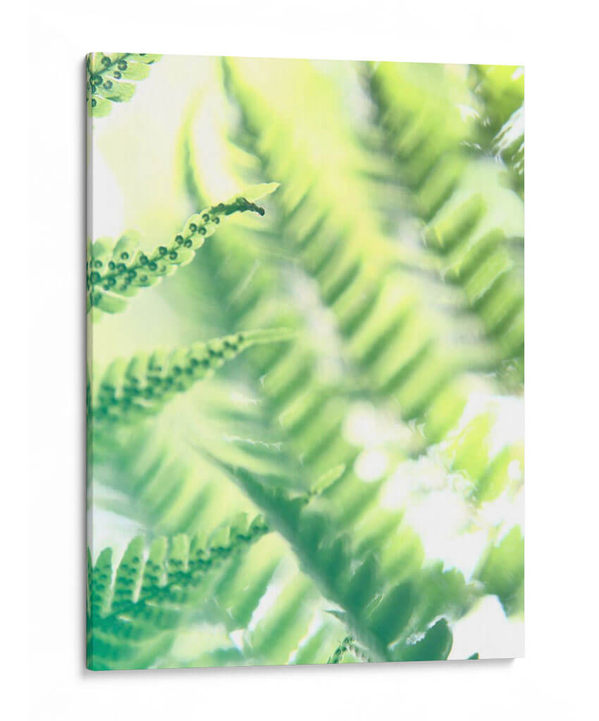 Fern Glow Vi - Jason Johnson | Cuadro decorativo de Canvas Lab
