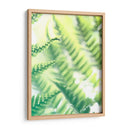 Fern Glow Vi - Jason Johnson | Cuadro decorativo de Canvas Lab