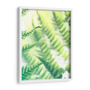 Fern Glow Vi - Jason Johnson | Cuadro decorativo de Canvas Lab