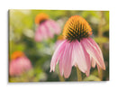 Estudio De Echinancea I - Jason Johnson | Cuadro decorativo de Canvas Lab