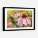 Estudio De Echinancea I - Jason Johnson | Cuadro decorativo de Canvas Lab