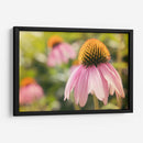 Estudio De Echinancea I - Jason Johnson | Cuadro decorativo de Canvas Lab