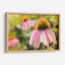 Estudio De Echinancea I - Jason Johnson | Cuadro decorativo de Canvas Lab