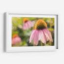 Estudio De Echinancea I - Jason Johnson | Cuadro decorativo de Canvas Lab