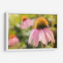 Estudio De Echinancea I - Jason Johnson | Cuadro decorativo de Canvas Lab